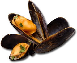 moules.png